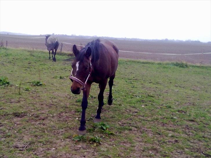 Dansk Varmblod Majbrit *Tøzen*  - majbrit på fold såm kommer hende og ville nusses

Foto. Mig billede 10