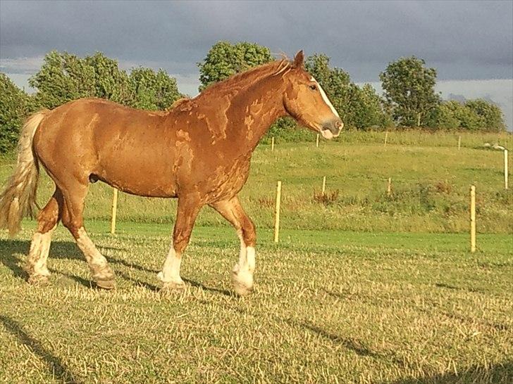 Irish Cob aidan billede 17