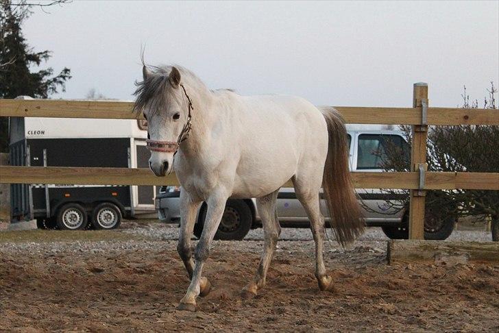 Kaspisk hest Rosmear Aram | Geden/Æsel - Little Arabian Boy - Camilla Munksgaard billede 9