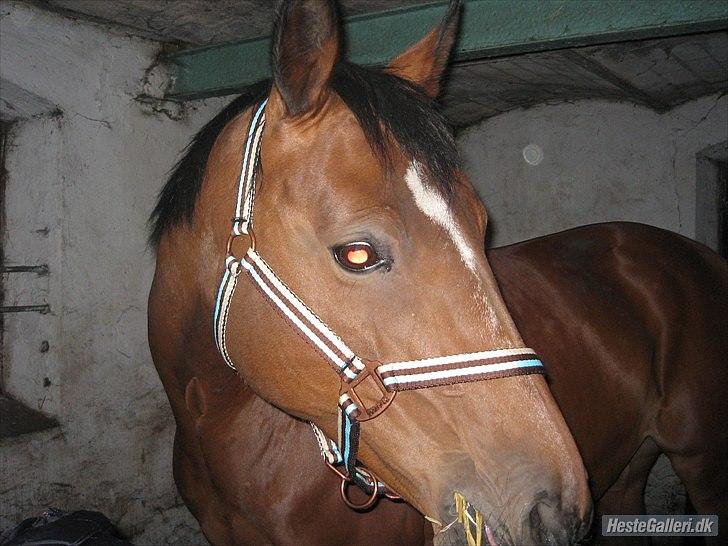 Dansk Varmblod Majbrit *Tøzen*  - majbrit den lille dulle 

Foto. Ejer billede 12