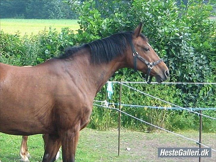 Dansk Varmblod Majbrit *Tøzen*  - smukke dukke majbrit

Foto. Ejer billede 15