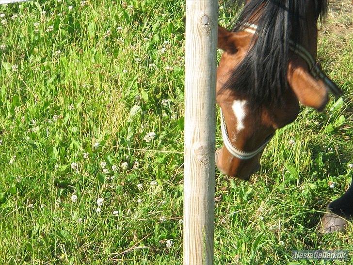Dansk Varmblod Majbrit *Tøzen*  - dejligt og blive nusset 

Foto. Ejer billede 1