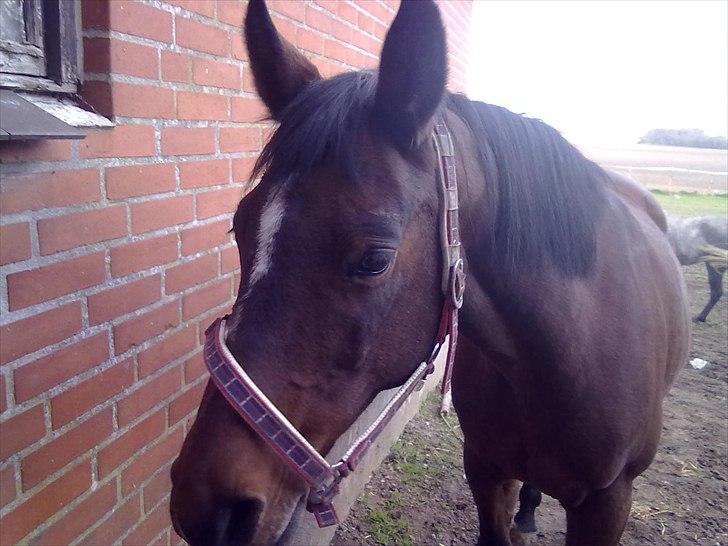 Dansk Varmblod Majbrit *Tøzen*  - hun vil bare ind de ander er ikke så gode hved hende

Foto. Mig billede 16