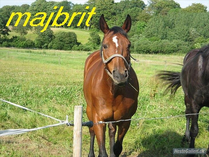 Dansk Varmblod Majbrit *Tøzen*  - majbrit ser bare så sød ud som hun er

Foto. Ejer billede 17