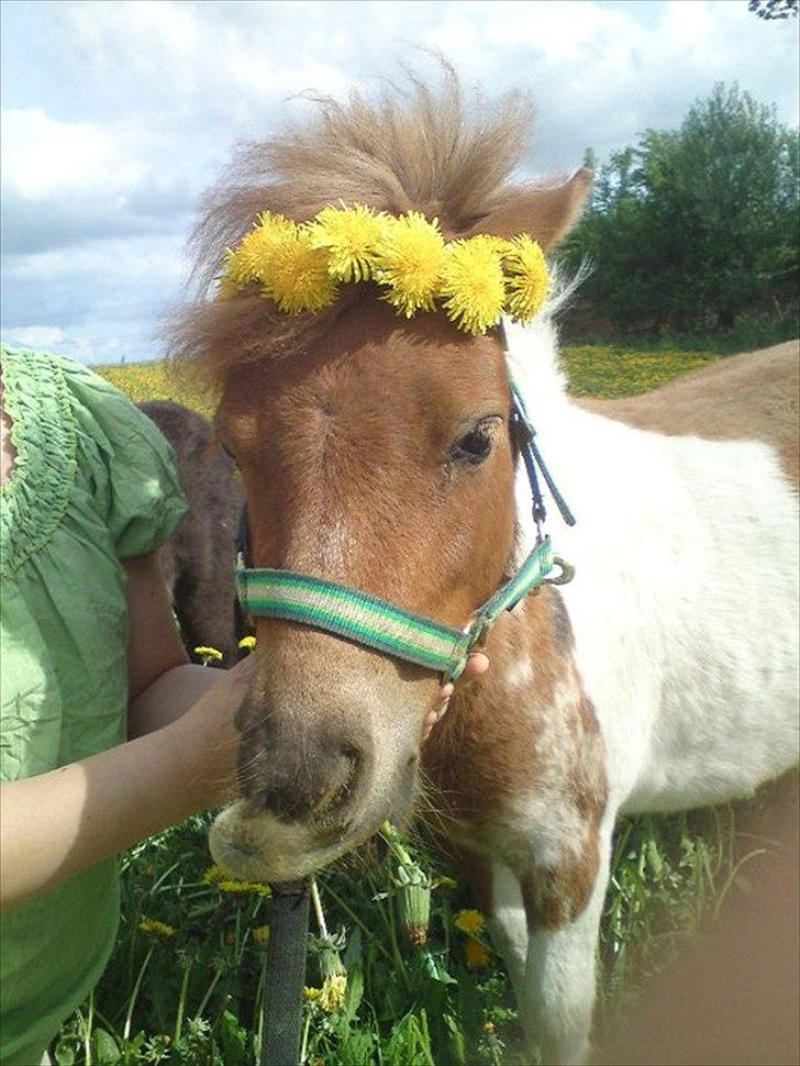 Shetlænder Thorsvang´s Tut - tut med den fine mænkebotte krans billede 4