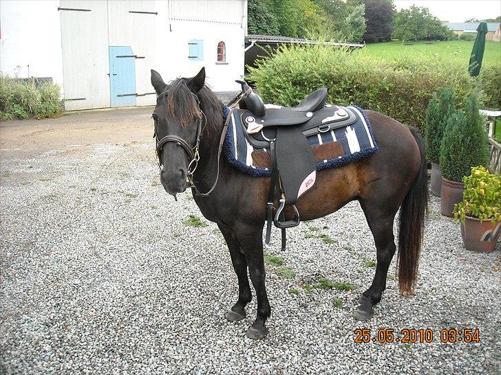 Welsh Mountain (sec A) * * * *Chanti* * * * my prinses ever <3<3<3<3<3333 - Fik cowboysaddel fra Panama billede 5