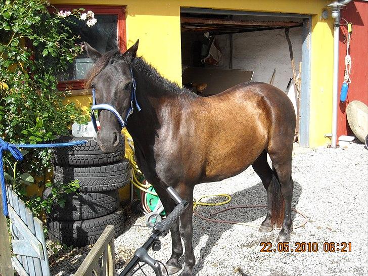 Welsh Mountain (sec A) * * * *Chanti* * * * my prinses ever <3<3<3<3<3333 - Aug 2010 billede 6