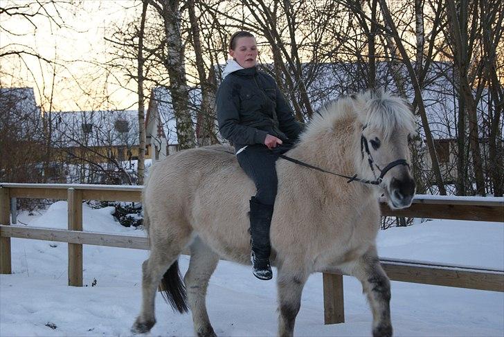 Anden særlig race Milo (Den fede) billede 4