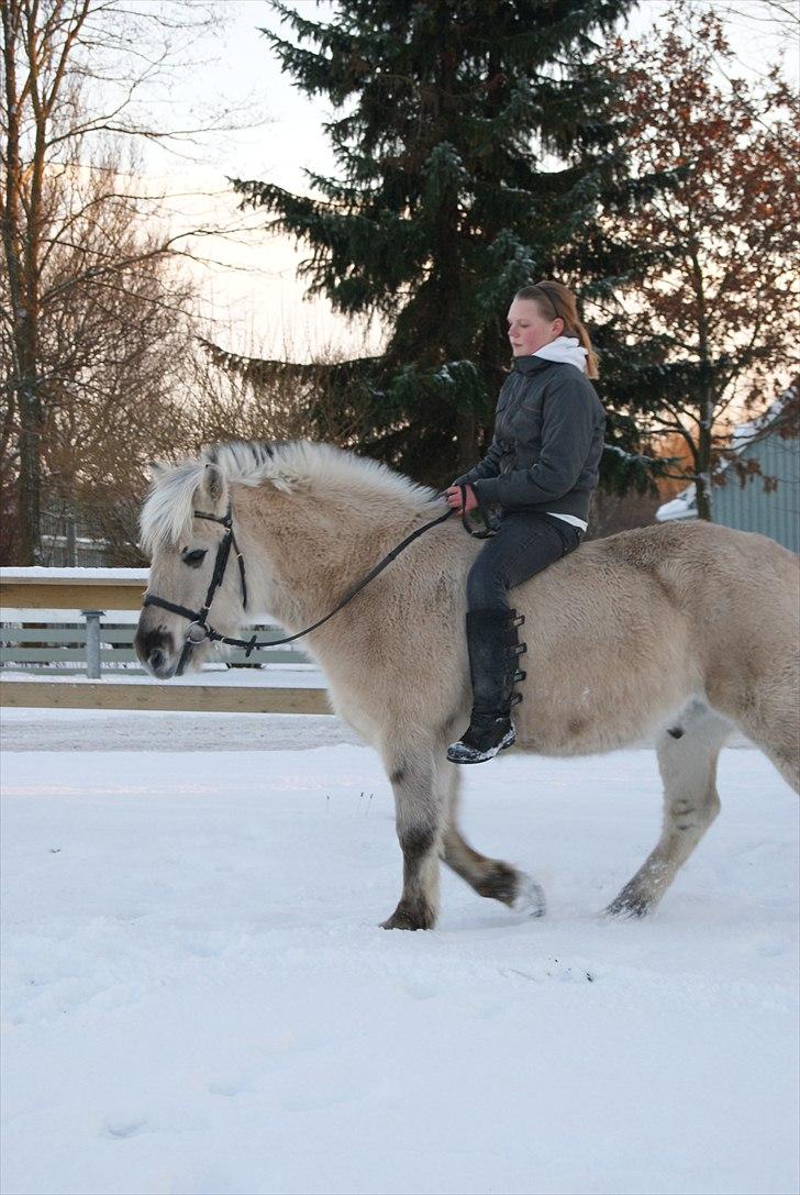 Anden særlig race Milo (Den fede) billede 5