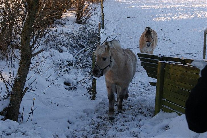 Anden særlig race Milo (Den fede) billede 7