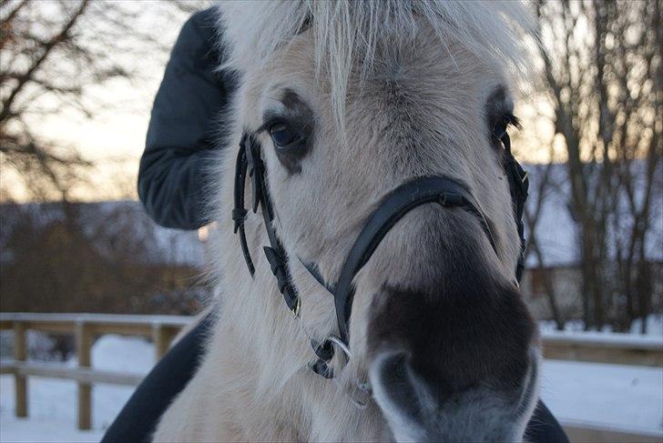 Anden særlig race Milo (Den fede) billede 9
