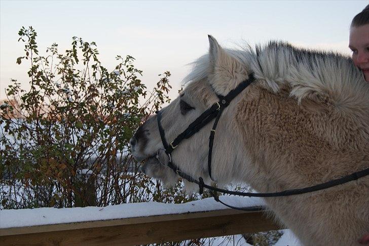 Anden særlig race Milo (Den fede) billede 10