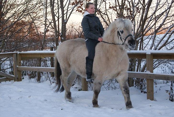 Anden særlig race Milo (Den fede) billede 11