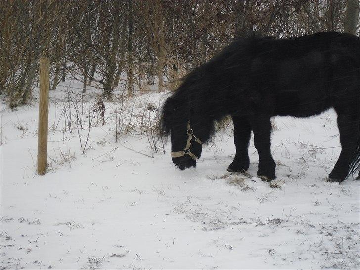 Anden særlig race Tøsen<3 billede 15