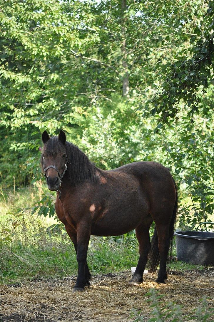 Dartmoor Molly - Smukke Molly - sommer 2010 billede 14