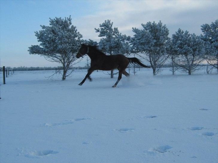 Traver Opus one VP  billede 10