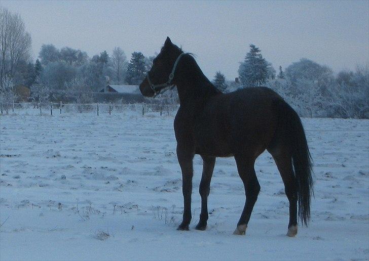 Traver Opus one VP  billede 11