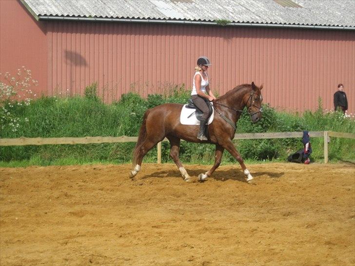 Hollandsk Varmblod Ursela billede 3