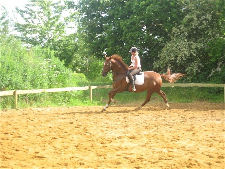 Hollandsk Varmblod Ursela billede 4