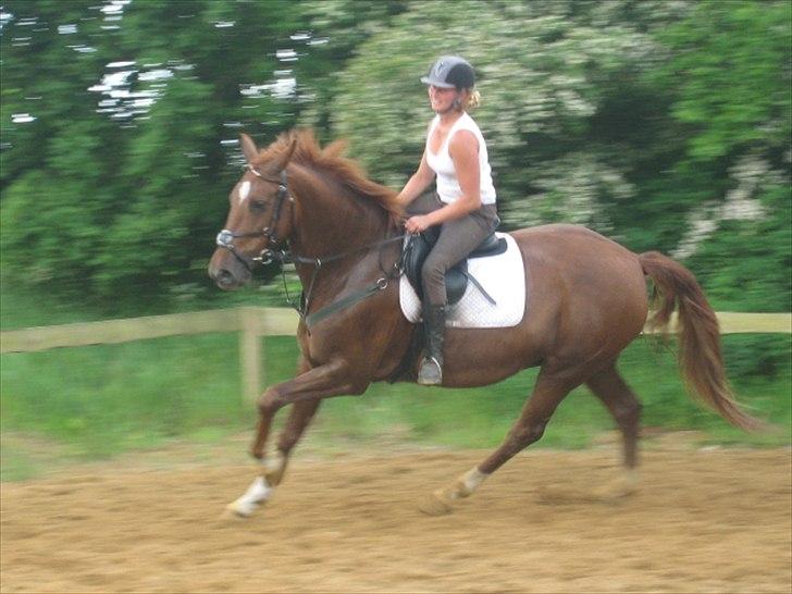 Hollandsk Varmblod Ursela billede 5