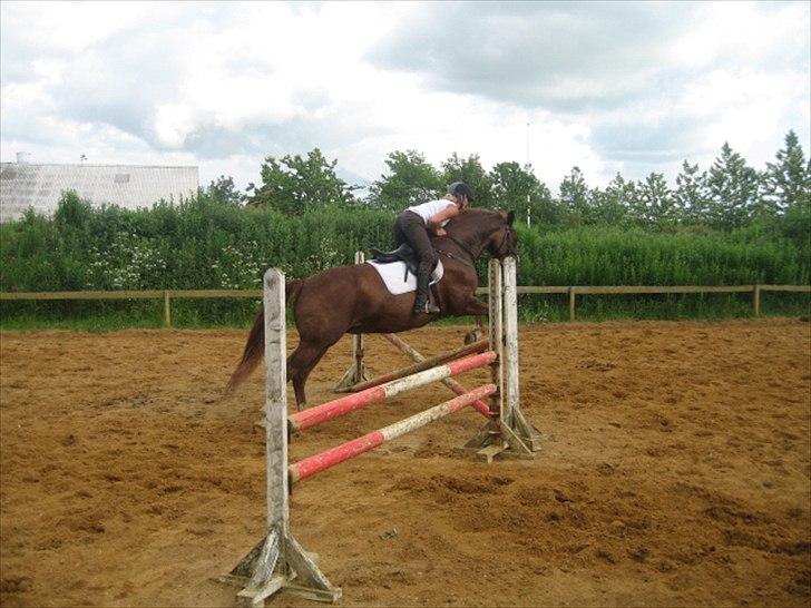 Hollandsk Varmblod Ursela billede 7