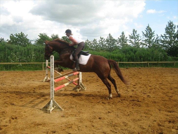 Hollandsk Varmblod Ursela billede 8