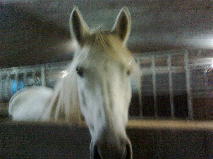 Anden særlig race Yasmin!<3  - I boksen. (foto mig) billede 9