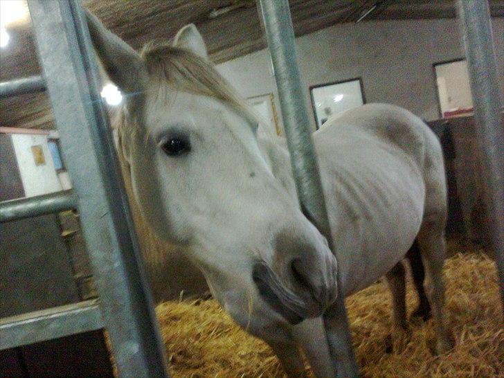 Anden særlig race Yasmin!<3  - I boksen. (foto mig) billede 10