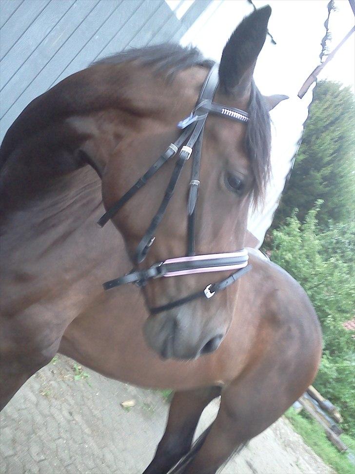 Dansk Varmblod Buegårds Venus solgt :'( - med sit nye hovedtøj:) billede 5