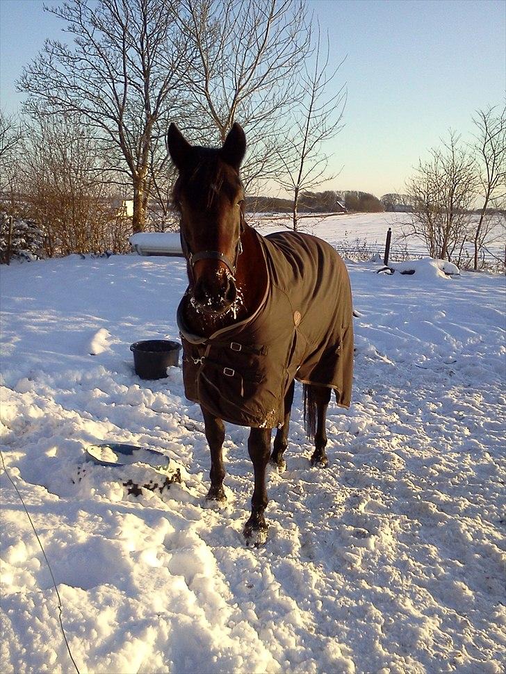 Dansk Varmblod Buegårds Venus solgt :'( - Smukke:) billede 6