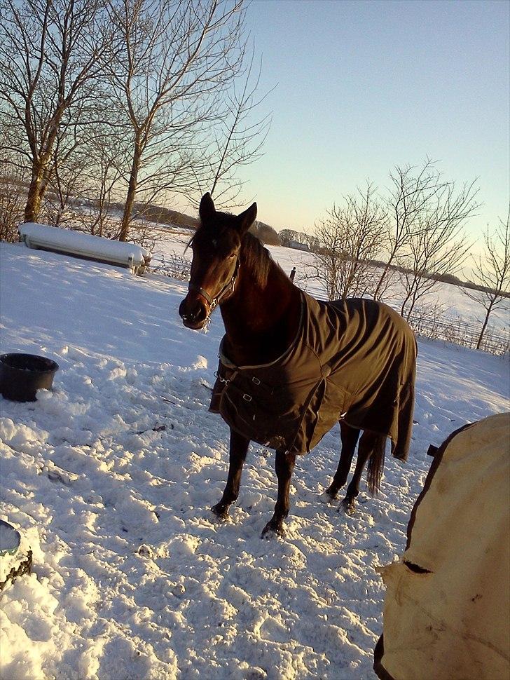 Dansk Varmblod Buegårds Venus solgt :'( - ´´luk mig ind!´´ billede 7