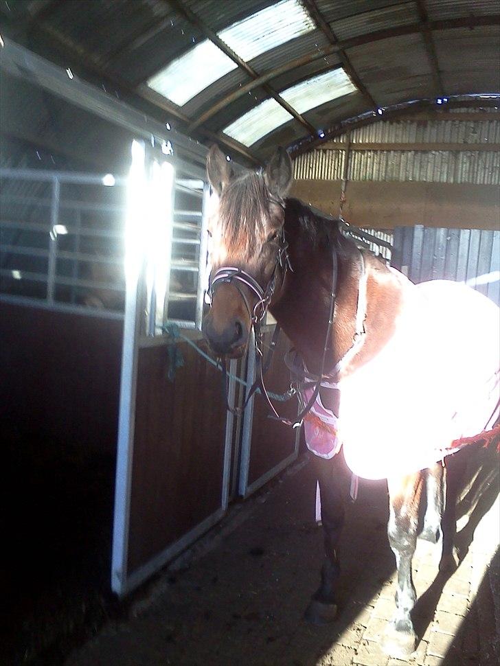 Dansk Varmblod Buegårds Venus solgt :'( - ´´ihh mor, jeg kan være en prinsesse´´ billede 8