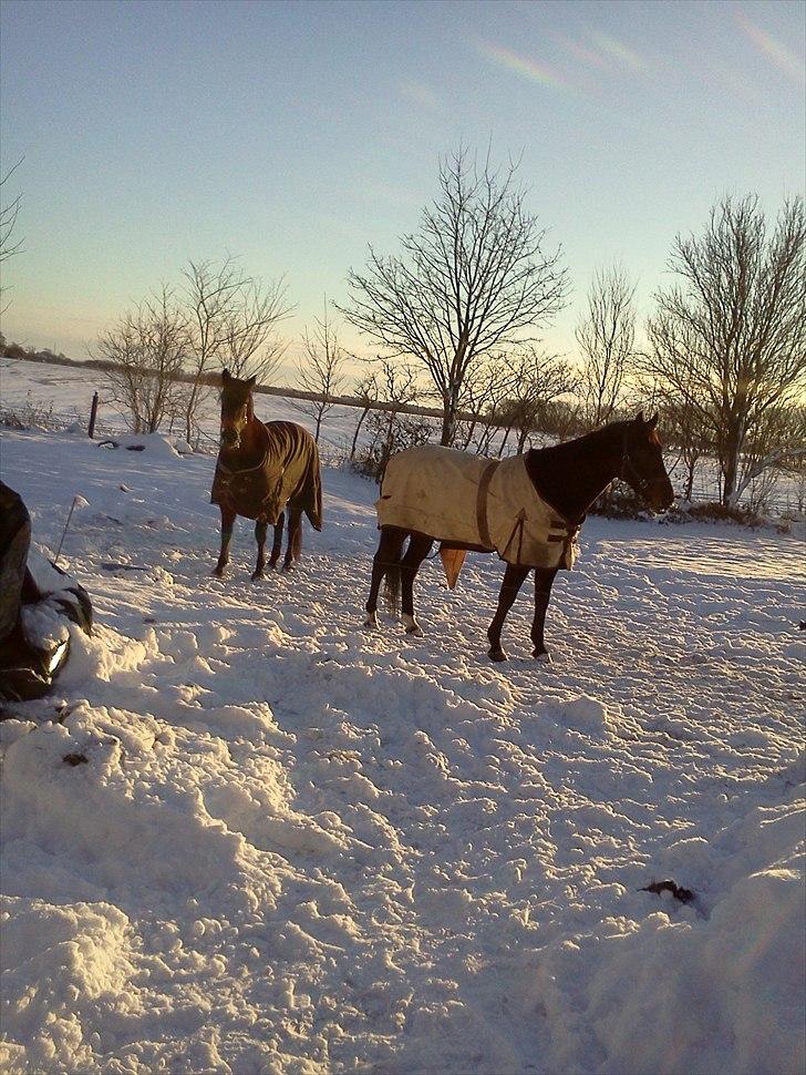 Dansk Varmblod Buegårds Venus solgt :'( - I er for dejlige mine babyer:)<3 billede 9