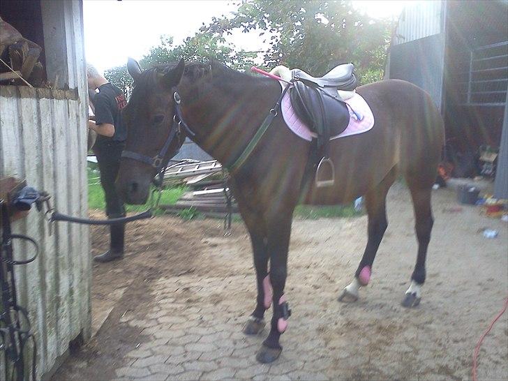 DSP Buegårds Saturn Solgt :'( - you are simply the best :/♥ billede 7