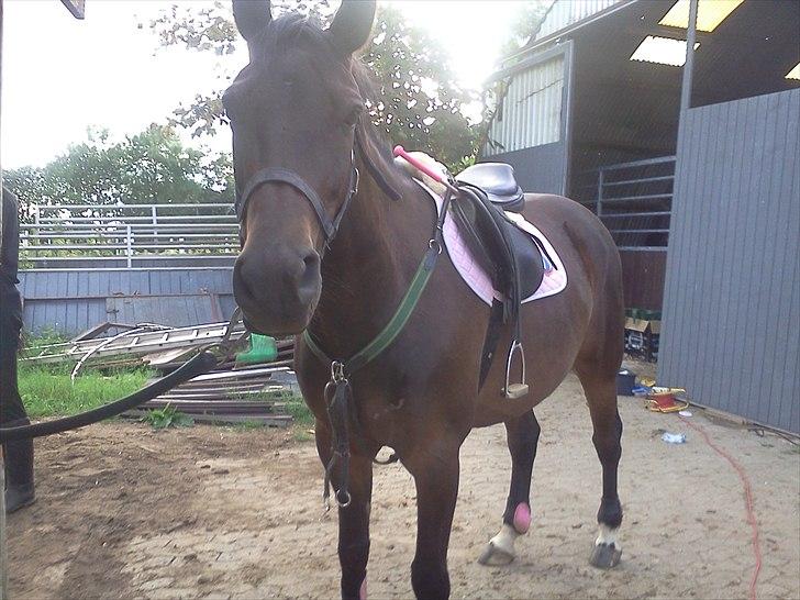 DSP Buegårds Saturn Solgt :'( - you are simply the best :/♥ billede 8