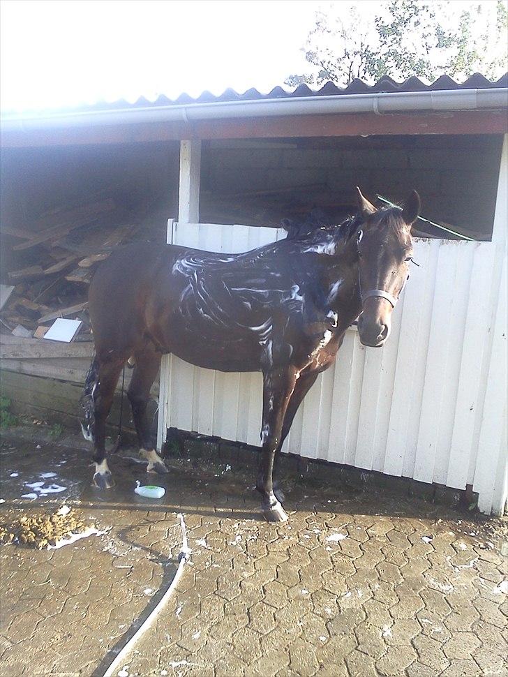 DSP Buegårds Saturn Solgt :'( - you are simply the best :/♥ billede 9