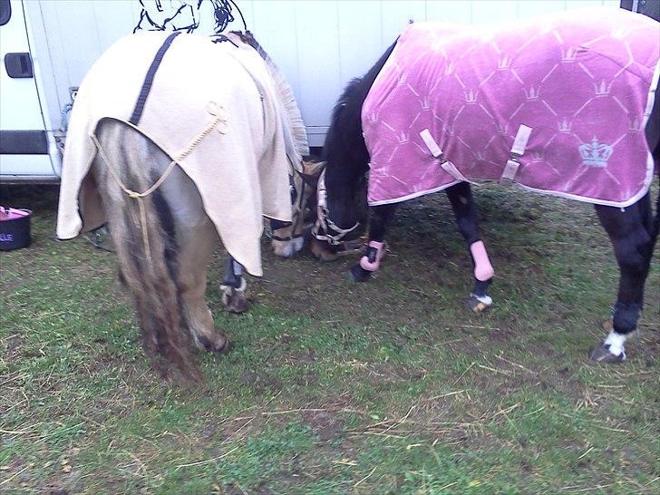 DSP Buegårds Saturn Solgt :'( - you are simply the best :/♥  billede 11