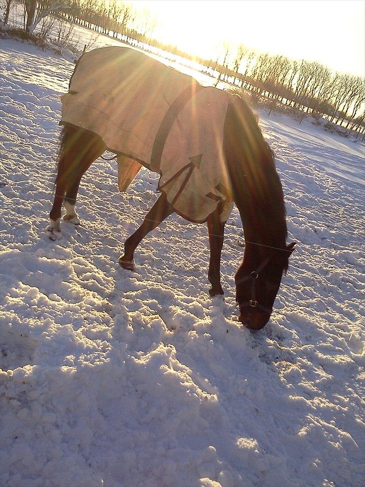 DSP Buegårds Saturn Solgt :'( - you are simply the best :/♥ billede 12