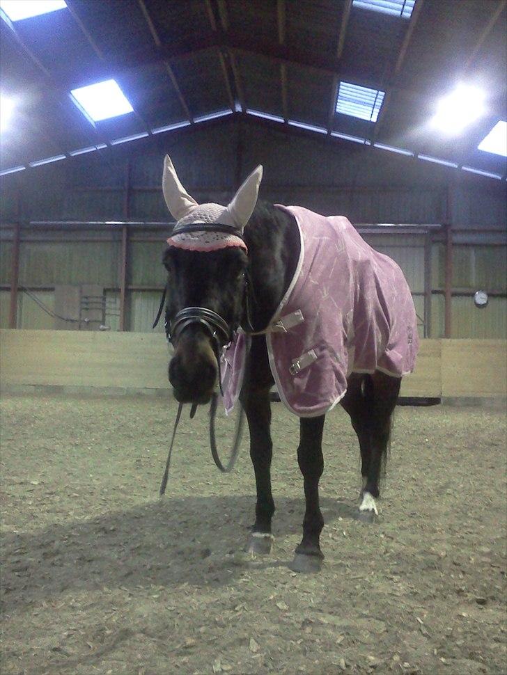 DSP Buegårds Saturn Solgt :'( - you are simply the best :/♥ billede 14