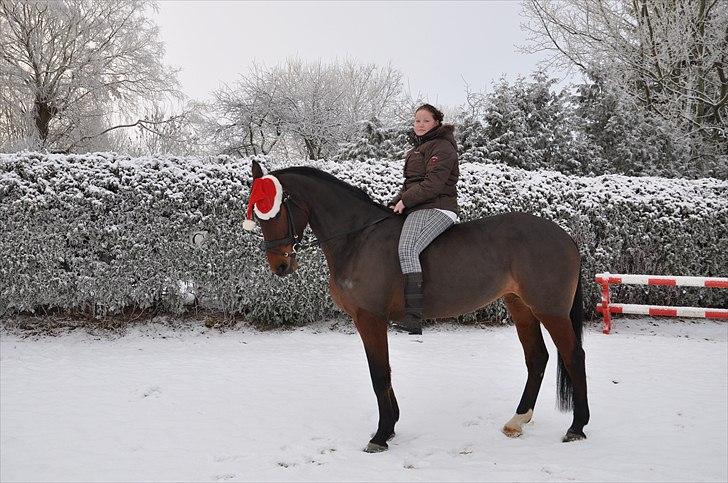 Holstener Wajes Capice (Følle) - Jule billede 2010. Foto Moar. :) billede 10