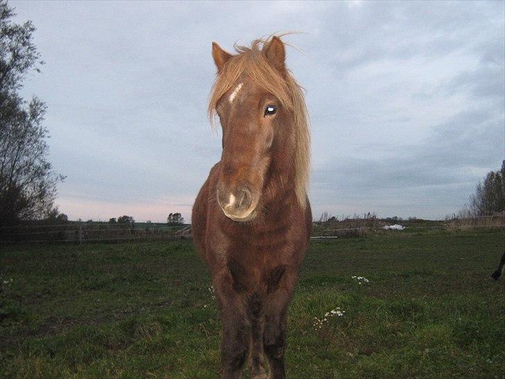 Islænder Næmi fra Ravnekrogen - Foto:Mig billede 8
