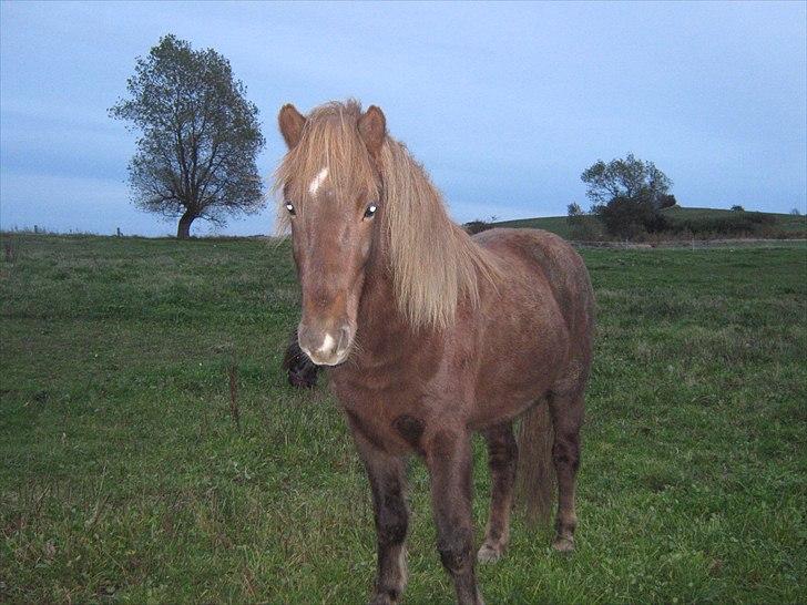 Islænder Næmi fra Ravnekrogen - Foto:Mig billede 9