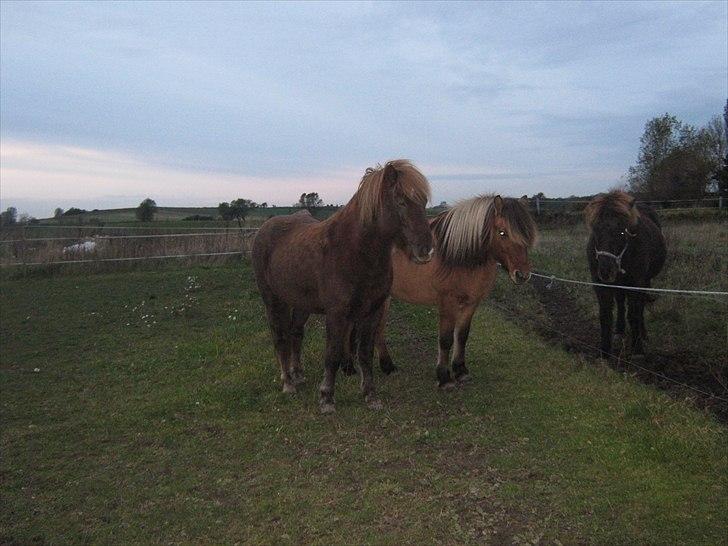 Islænder Næmi fra Ravnekrogen - Foto:Mig billede 10