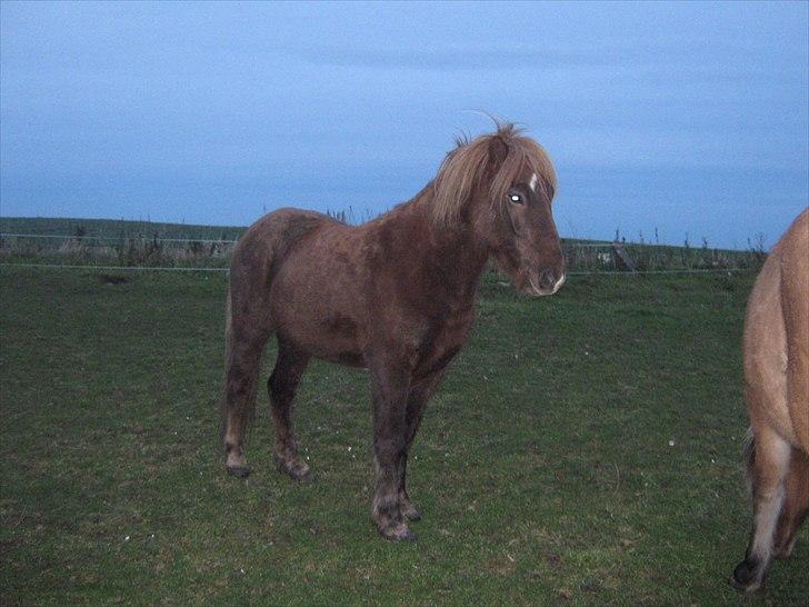Islænder Næmi fra Ravnekrogen - Foto:Mig billede 11