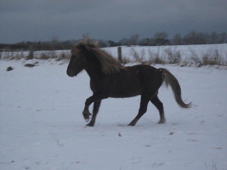 Islænder Næmi fra Ravnekrogen - Galop  Foto:Mig billede 12