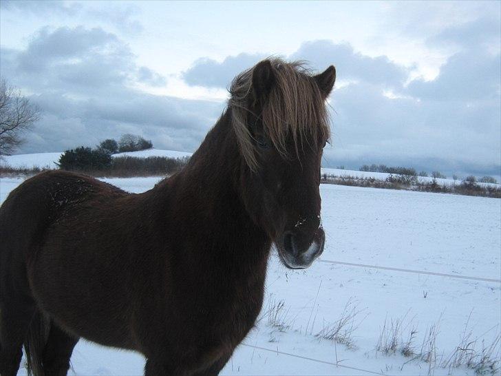 Islænder Næmi fra Ravnekrogen - Foto:Mig billede 13