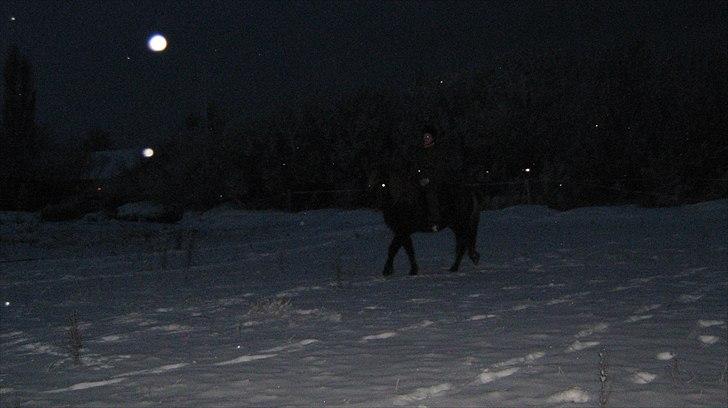 Islænder Næmi fra Ravnekrogen - Mig på Næmi i skridt D.18/12 10 i mørke Foto:Mor billede 14