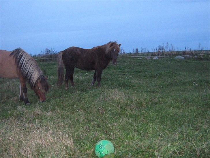 Islænder Næmi fra Ravnekrogen - Næmi og Luna:) Foto:Mig billede 16