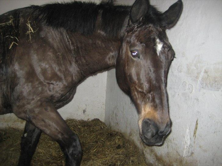 Anden særlig race Lucy rideskole(aflivet) billede 1