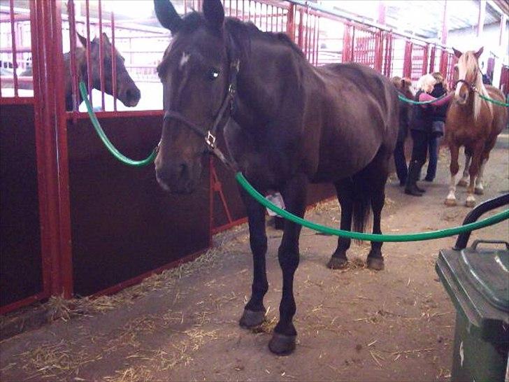 Anden særlig race Lucy rideskole(aflivet) - Lucy:D i baggrunden smukke Einstein:D billede 2